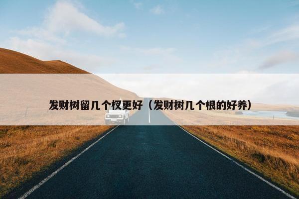 发财树留几个杈更好（发财树几个根的好养）