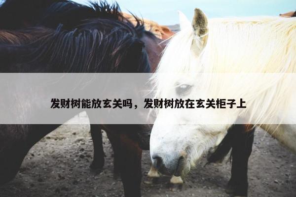 发财树能放玄关吗，发财树放在玄关柜子上