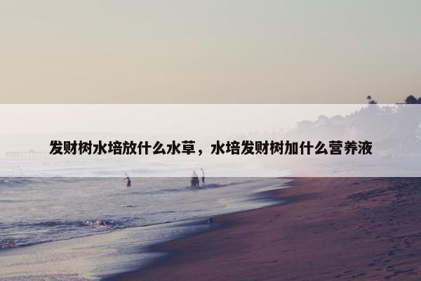 发财树水培放什么水草，水培发财树加什么营养液