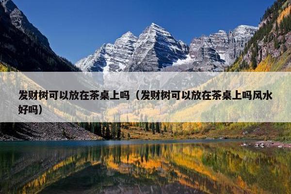 发财树可以放在茶桌上吗（发财树可以放在茶桌上吗风水好吗）