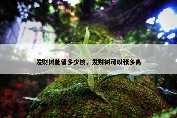 发财树能留多少枝，发财树可以张多高