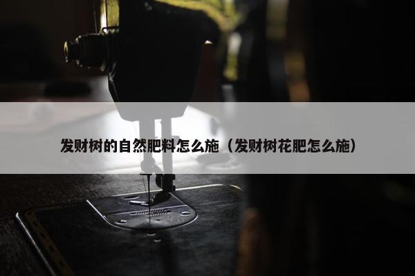 发财树的自然肥料怎么施（发财树花肥怎么施）