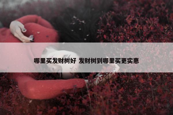 哪里买发财树好 发财树到哪里买更实惠