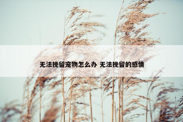 无法挽留宠物怎么办 无法挽留的感情