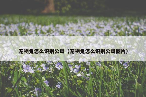 宠物兔怎么识别公母（宠物兔怎么识别公母图片）