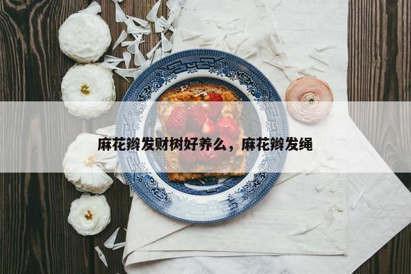 麻花辫发财树好养么，麻花辫发绳