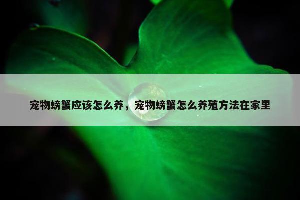 宠物螃蟹应该怎么养，宠物螃蟹怎么养殖方法在家里