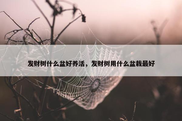 发财树什么盆好养活，发财树用什么盆栽最好