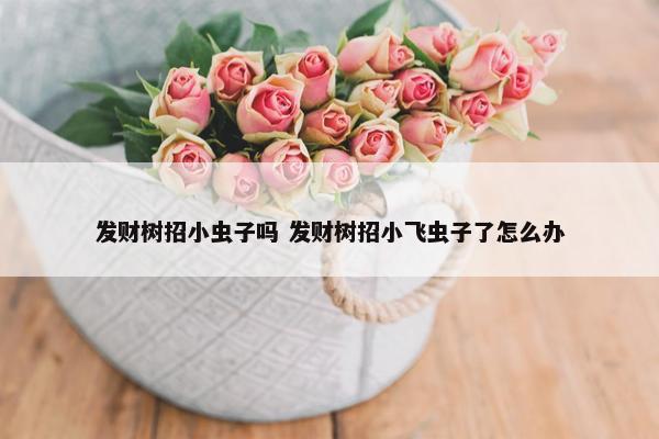 发财树招小虫子吗 发财树招小飞虫子了怎么办