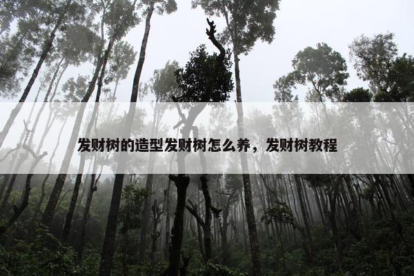 发财树的造型发财树怎么养，发财树教程