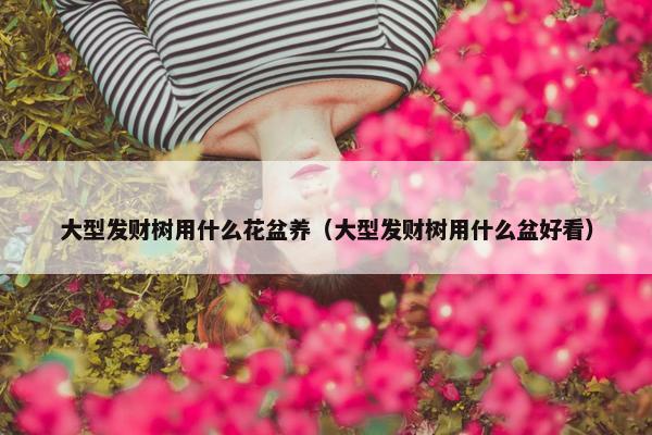 大型发财树用什么花盆养（大型发财树用什么盆好看）