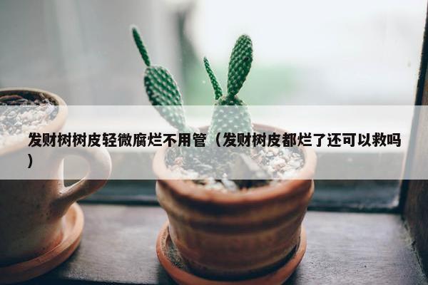 发财树树皮轻微腐烂不用管（发财树皮都烂了还可以救吗）