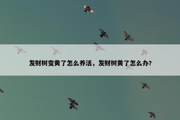 发财树变黄了怎么养活，发财树黄了怎么办?