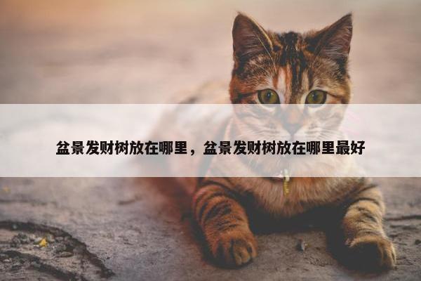 盆景发财树放在哪里，盆景发财树放在哪里最好