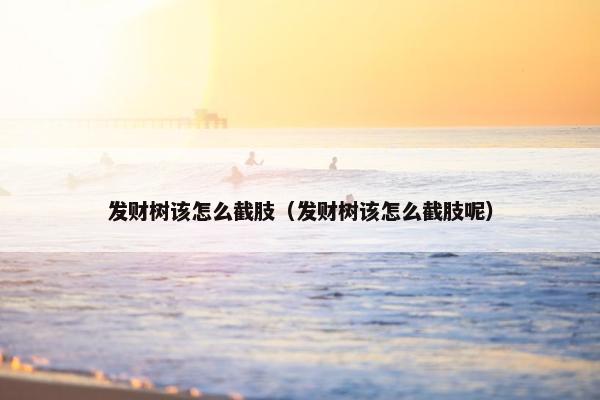 发财树该怎么截肢（发财树该怎么截肢呢）