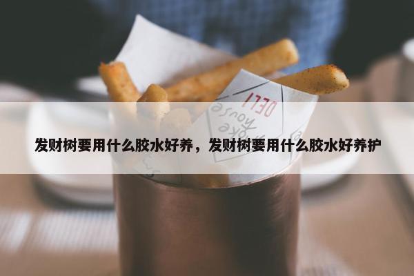 发财树要用什么胶水好养，发财树要用什么胶水好养护