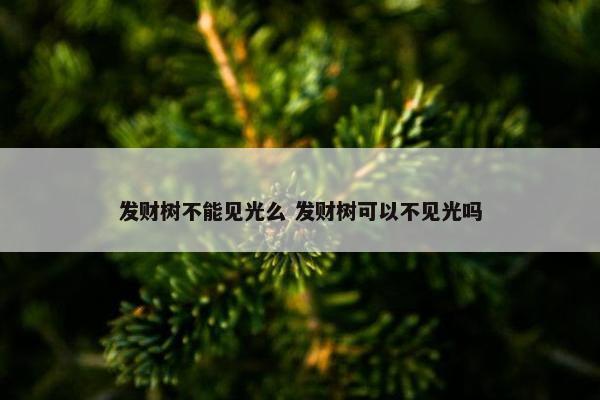 发财树不能见光么 发财树可以不见光吗