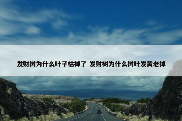 发财树为什么叶子枯掉了 发财树为什么树叶发黄老掉