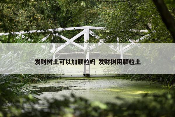 发财树土可以加颗粒吗 发财树用颗粒土