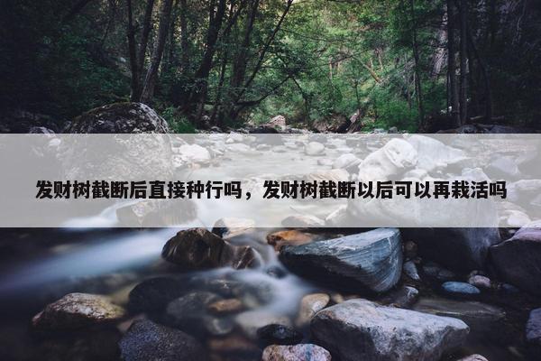 发财树截断后直接种行吗，发财树截断以后可以再栽活吗