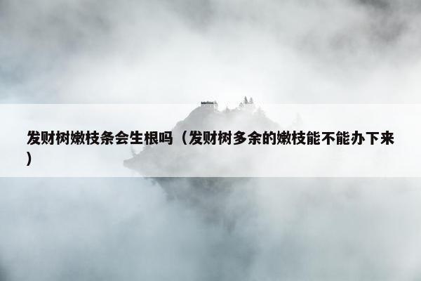 发财树嫩枝条会生根吗（发财树多余的嫩枝能不能办下来）