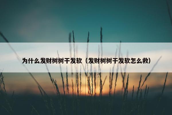 为什么发财树树干发软（发财树树干发软怎么救）