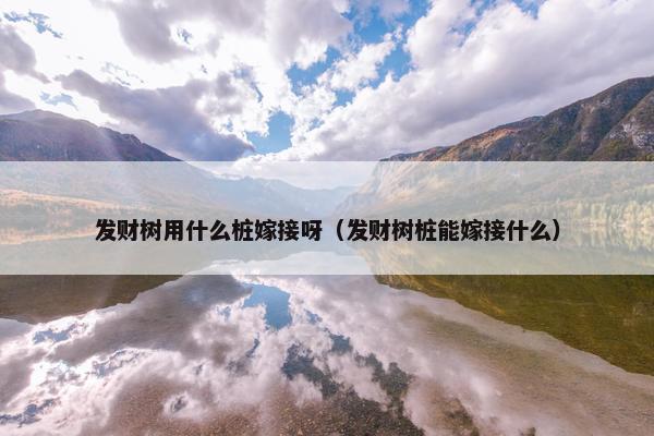 发财树用什么桩嫁接呀（发财树桩能嫁接什么）