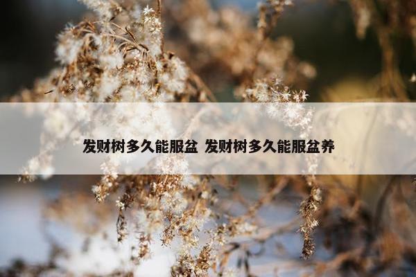 发财树多久能服盆 发财树多久能服盆养