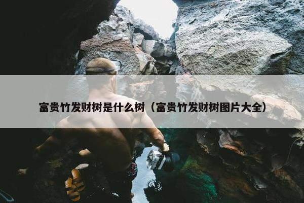 富贵竹发财树是什么树（富贵竹发财树图片大全）