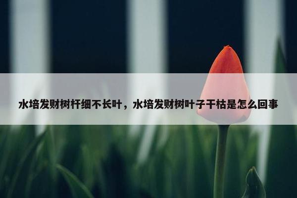 水培发财树杆细不长叶，水培发财树叶子干枯是怎么回事