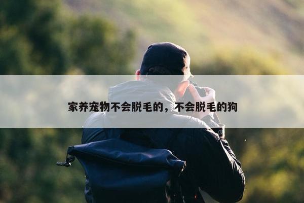 家养宠物不会脱毛的，不会脱毛的狗