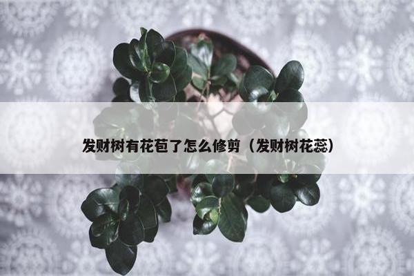 发财树有花苞了怎么修剪（发财树花蕊）