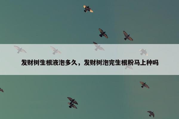 发财树生根液泡多久，发财树泡完生根粉马上种吗