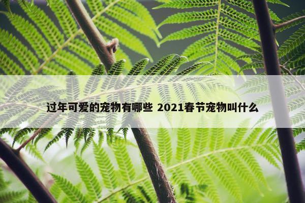 过年可爱的宠物有哪些 2021春节宠物叫什么