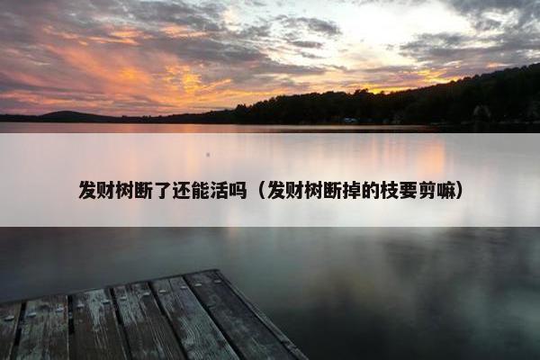 发财树断了还能活吗（发财树断掉的枝要剪嘛）