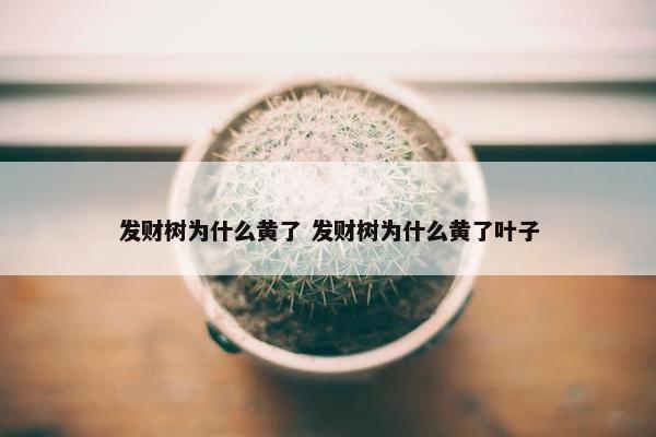 发财树为什么黄了 发财树为什么黄了叶子