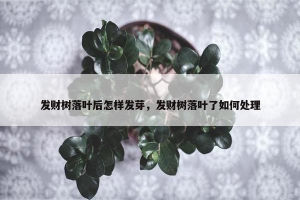 发财树落叶后怎样发芽，发财树落叶了如何处理