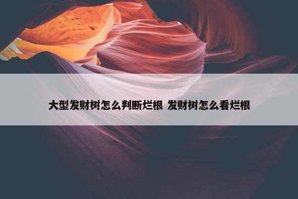 大型发财树怎么判断烂根 发财树怎么看烂根