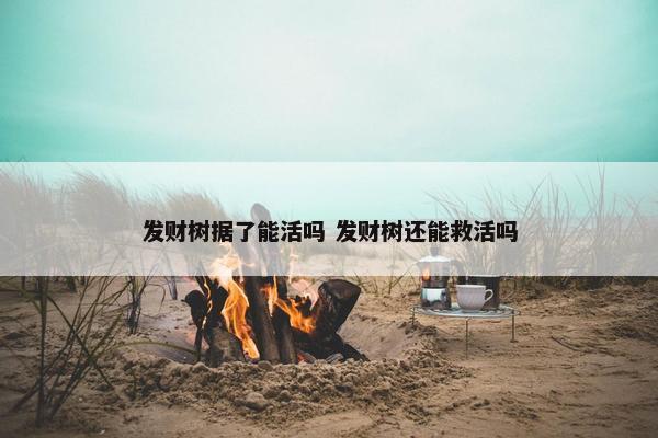 发财树据了能活吗 发财树还能救活吗