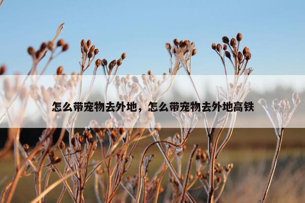 怎么带宠物去外地，怎么带宠物去外地高铁