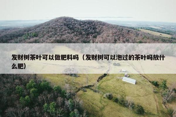 发财树茶叶可以做肥料吗（发财树可以泡过的茶叶吗放什么肥）