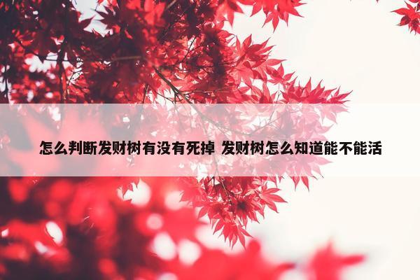 怎么判断发财树有没有死掉 发财树怎么知道能不能活