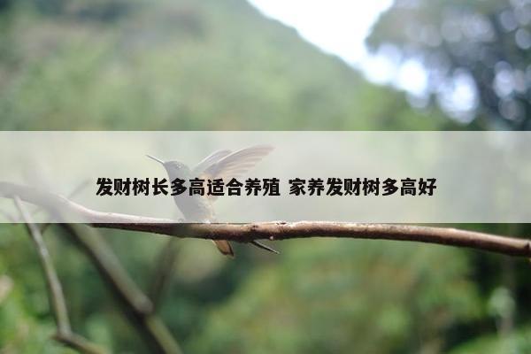 发财树长多高适合养殖 家养发财树多高好