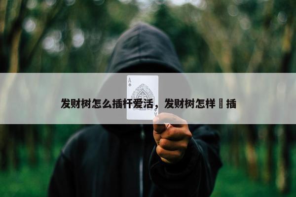 发财树怎么插杆爱活，发财树怎样扞插