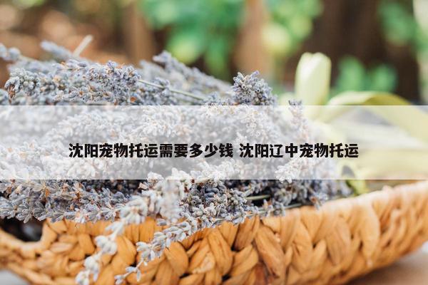 沈阳宠物托运需要多少钱 沈阳辽中宠物托运