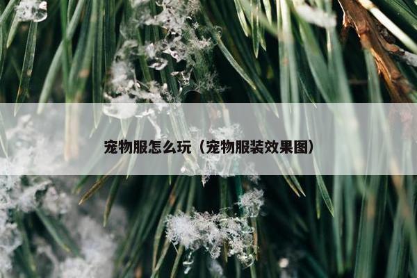 宠物服怎么玩（宠物服装效果图）