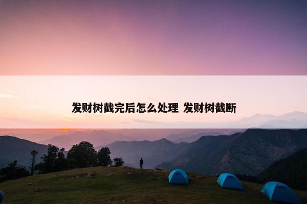 发财树截完后怎么处理 发财树截断