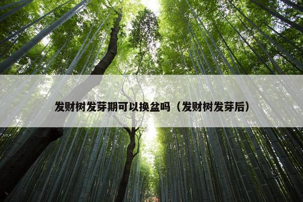 发财树发芽期可以换盆吗（发财树发芽后）