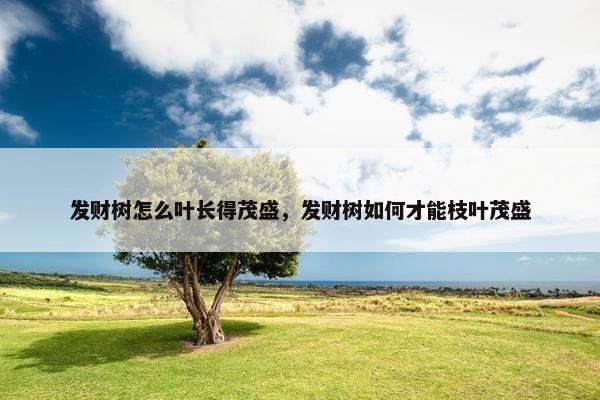 发财树怎么叶长得茂盛，发财树如何才能枝叶茂盛