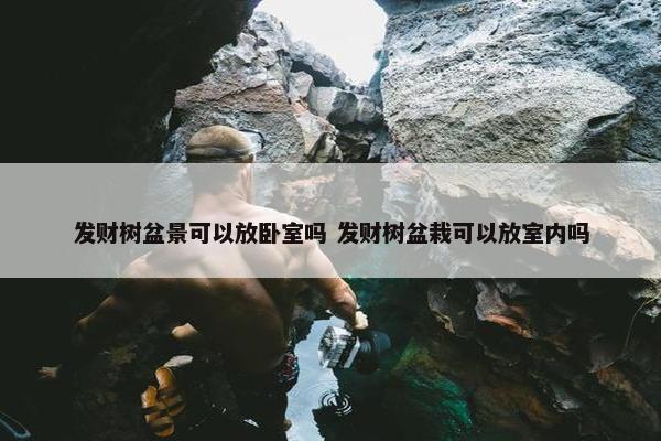 发财树盆景可以放卧室吗 发财树盆栽可以放室内吗